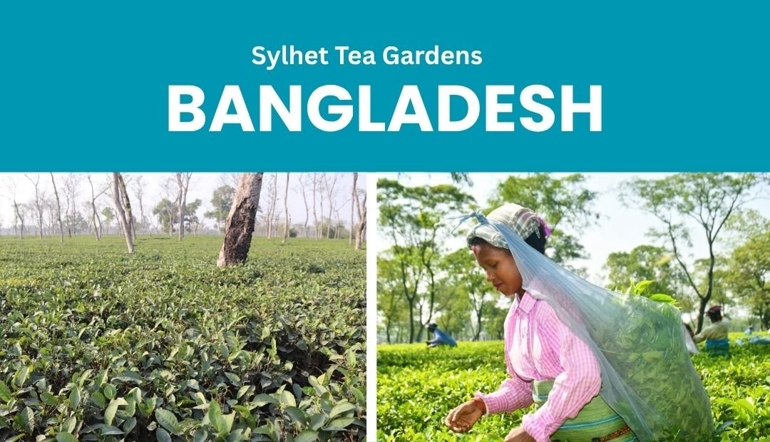 Sylhet Tea Gardens